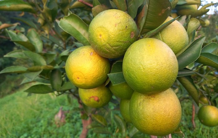 জুড়ীতে মাল্টায় স্বপ্ন বুনছেন চাষীরা