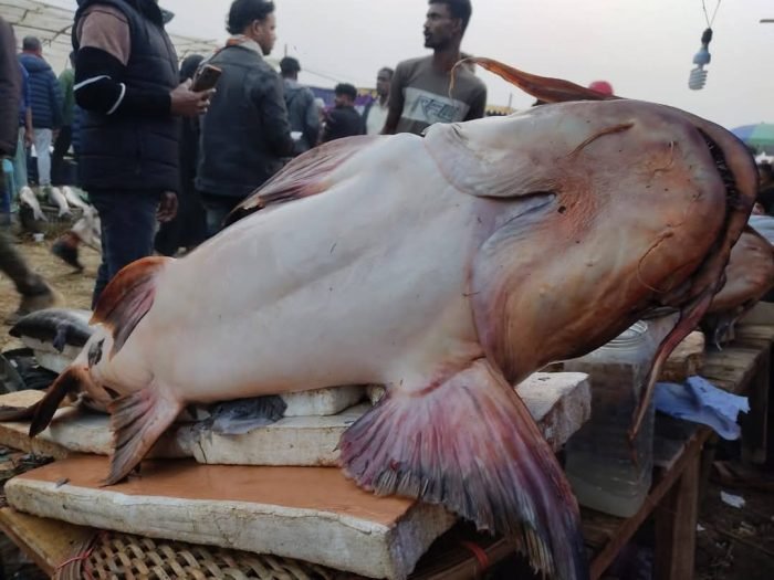 জমে উঠেছে শেরপুর মাছের মেলা