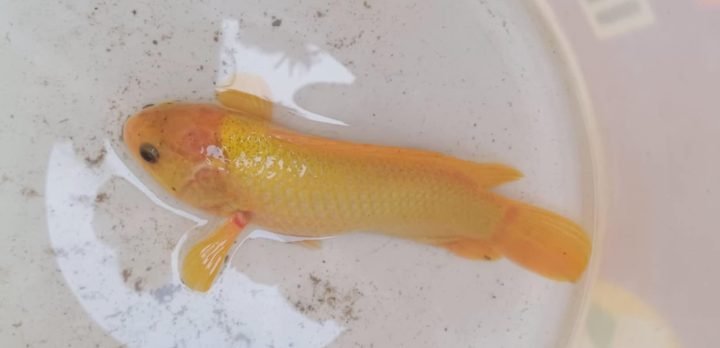 কমলগঞ্জে ধরা পরেছে বিরল প্রজাতির সোনালী কৈ মাছ