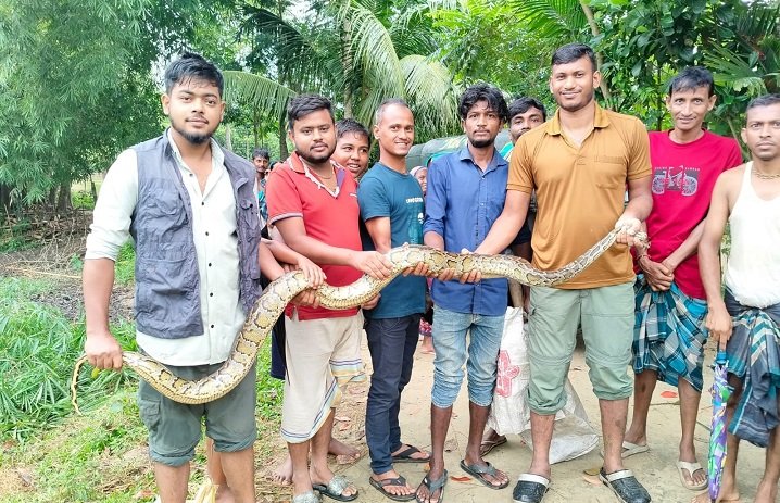 কমলগঞ্জে ধানক্ষেত থেকে ১০ ফুট লম্বা অজগর উদ্ধার
