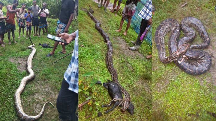 বড়লেখায় ছাগল খাওয়ায় বিশাল আকৃতির অজগরকে হত্যা করল গ্রামবাসী