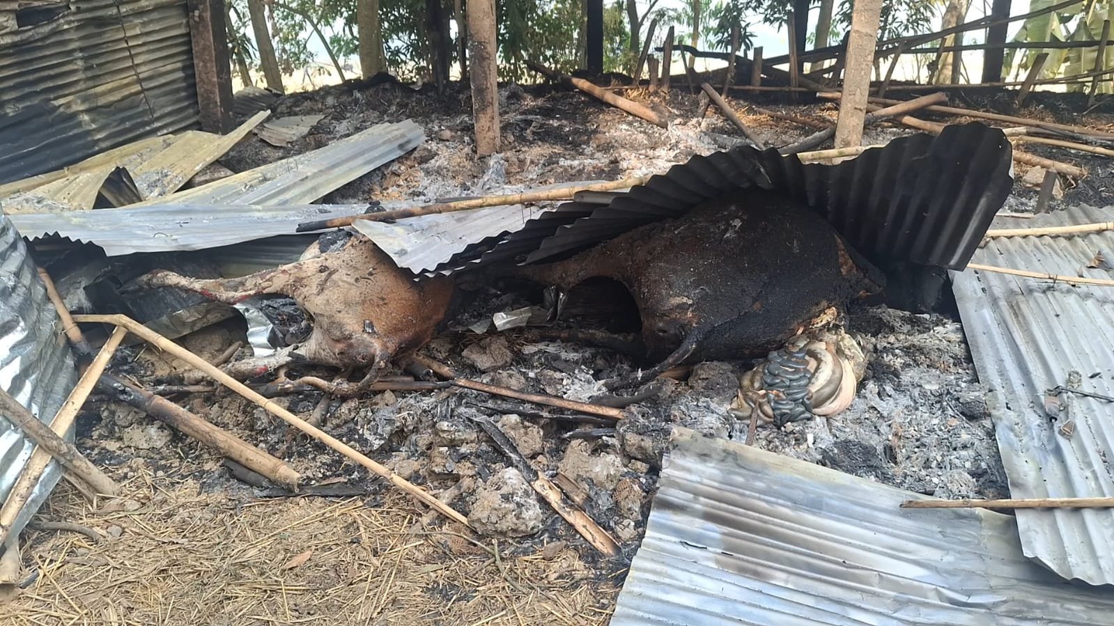 হাওর পাড়ে হিংসার আগুনে পুড়লো খামার