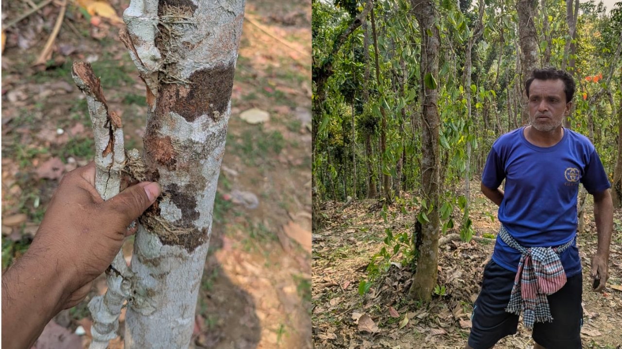 মৌলভীবাজারে খাসিয়া পুঞ্জিতে সহস্রাধিক পানগাছ কেটে দিল দুর্বৃত্তরা