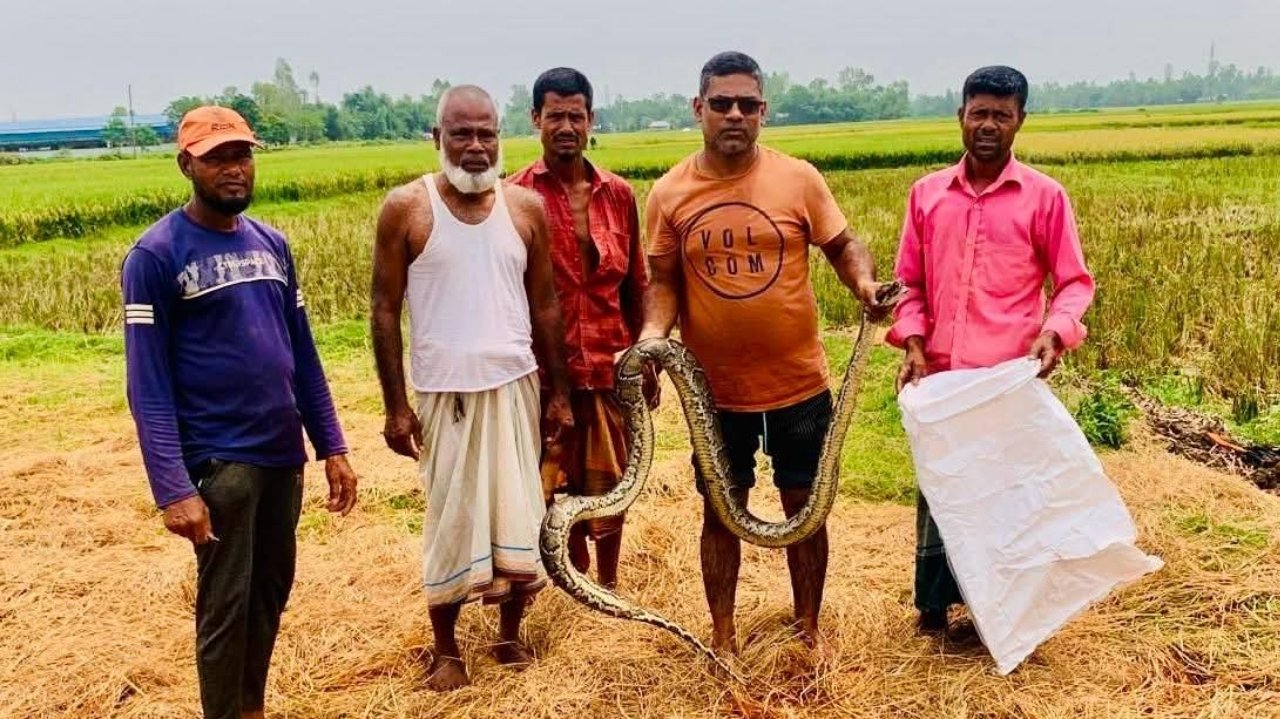 শ্রীমঙ্গলে জালে ধরা পড়ল ১০ ফুট লম্বা অজগর, বনবিভাগে হস্তান্তর