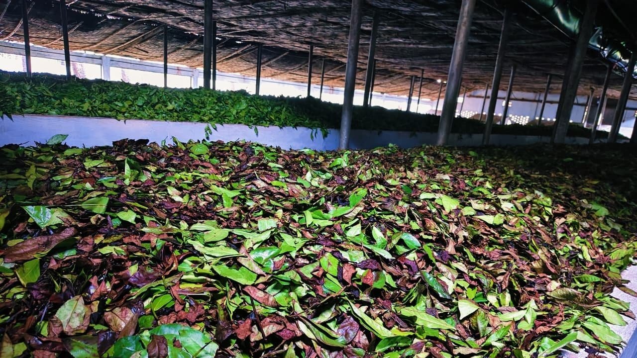 টানা বিদ্যুৎ সংকটে স্থবির মৌলভীবাজারের চা শিল্প, দেড় কোটি টাকার ক্ষতির আশঙ্কা