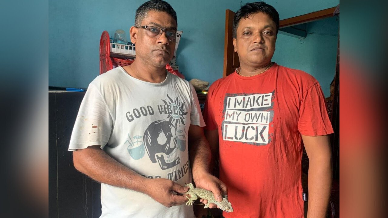 শ্রীমঙ্গলে বাসা থেকে তক্ষক উদ্ধার, বন বিভাগের কাছে হস্তান্তর