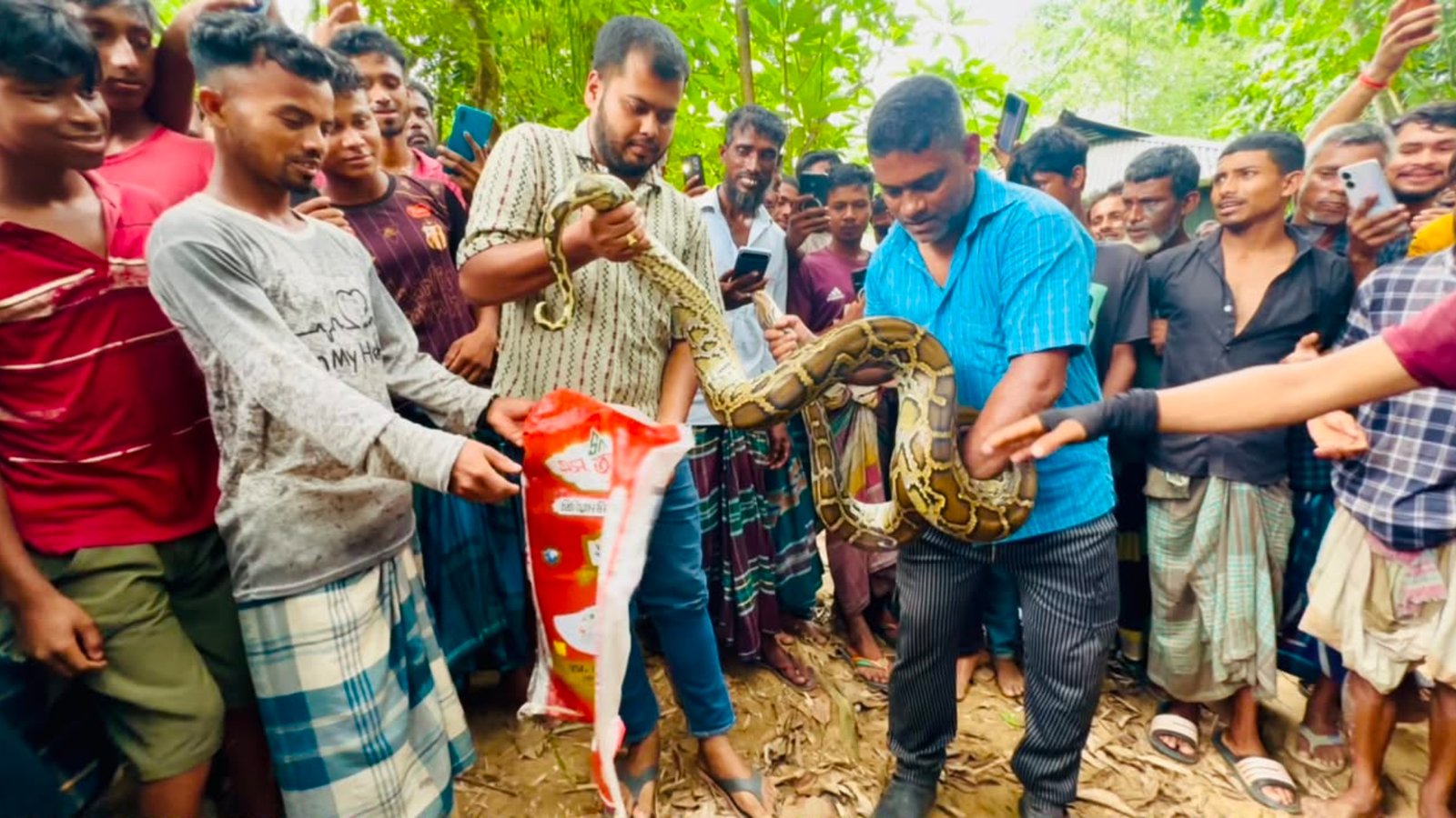 শ্রীমঙ্গলে ঘরের সিলিং থেকে বিশাল অজগর উদ্ধার, পরে বন বিভাগের কাছে হস্তান্তর