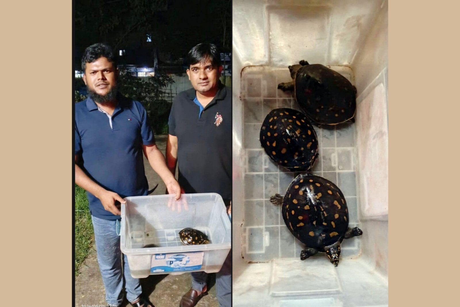 শ্রীমঙ্গলে বিপন্ন প্রজাতির ৩ সুন্ধি কাছিম উদ্ধার, লাউয়াছড়ায় অবমুক্ত