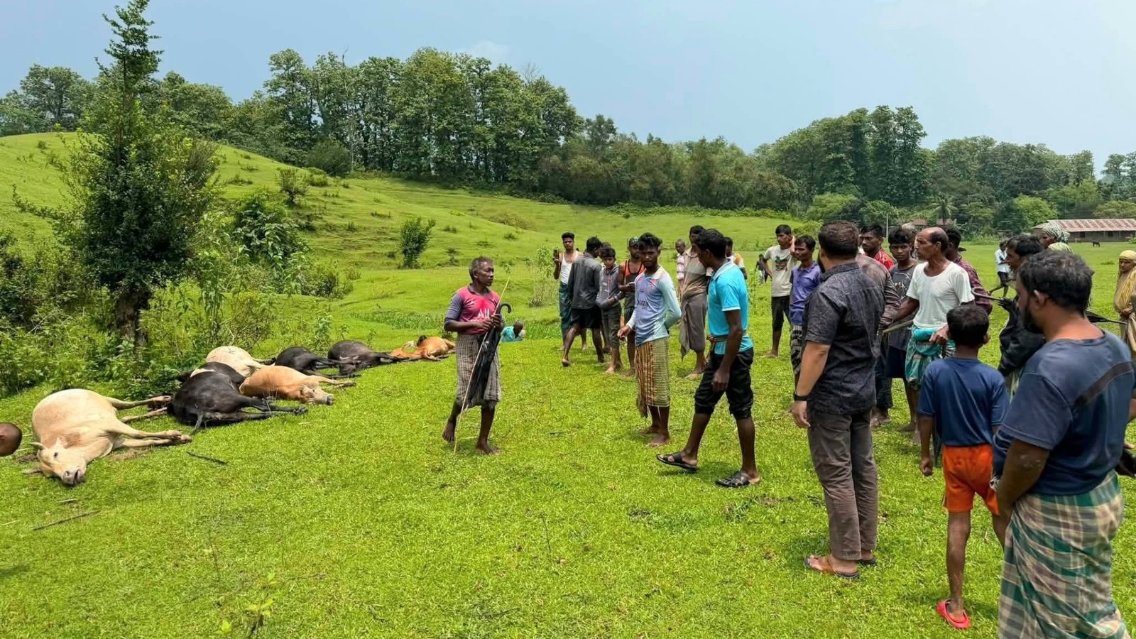 জুড়ীতে বজ্রপাতে ১৩টি গরু ও একটি মহিষের মৃত্যু, চা শ্রমিক পরিবারগুলোর ব্যাপক ক্ষতি