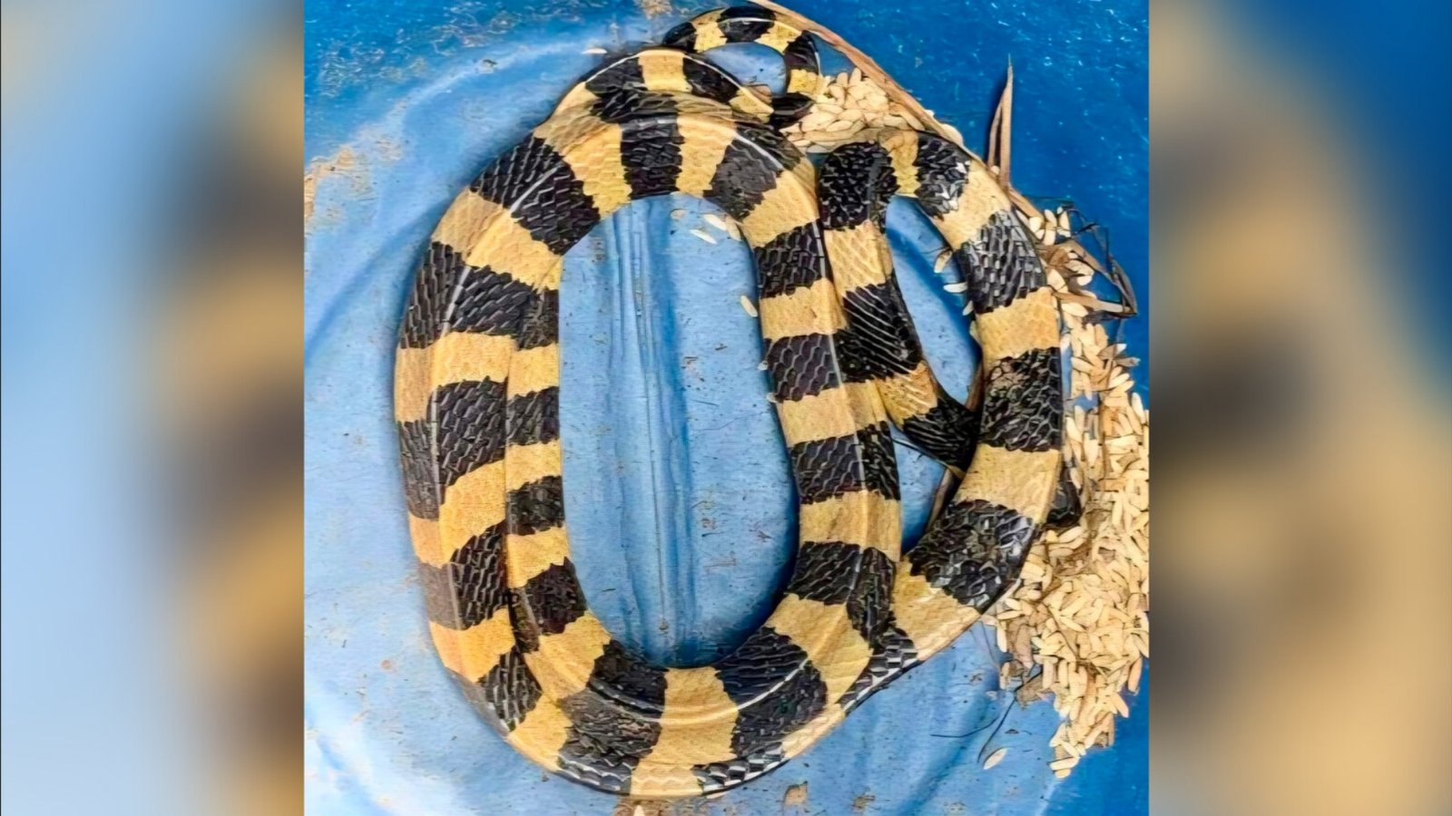 শ্রীমঙ্গলে বিষধর শঙ্খিনী সাপ উদ্ধার
