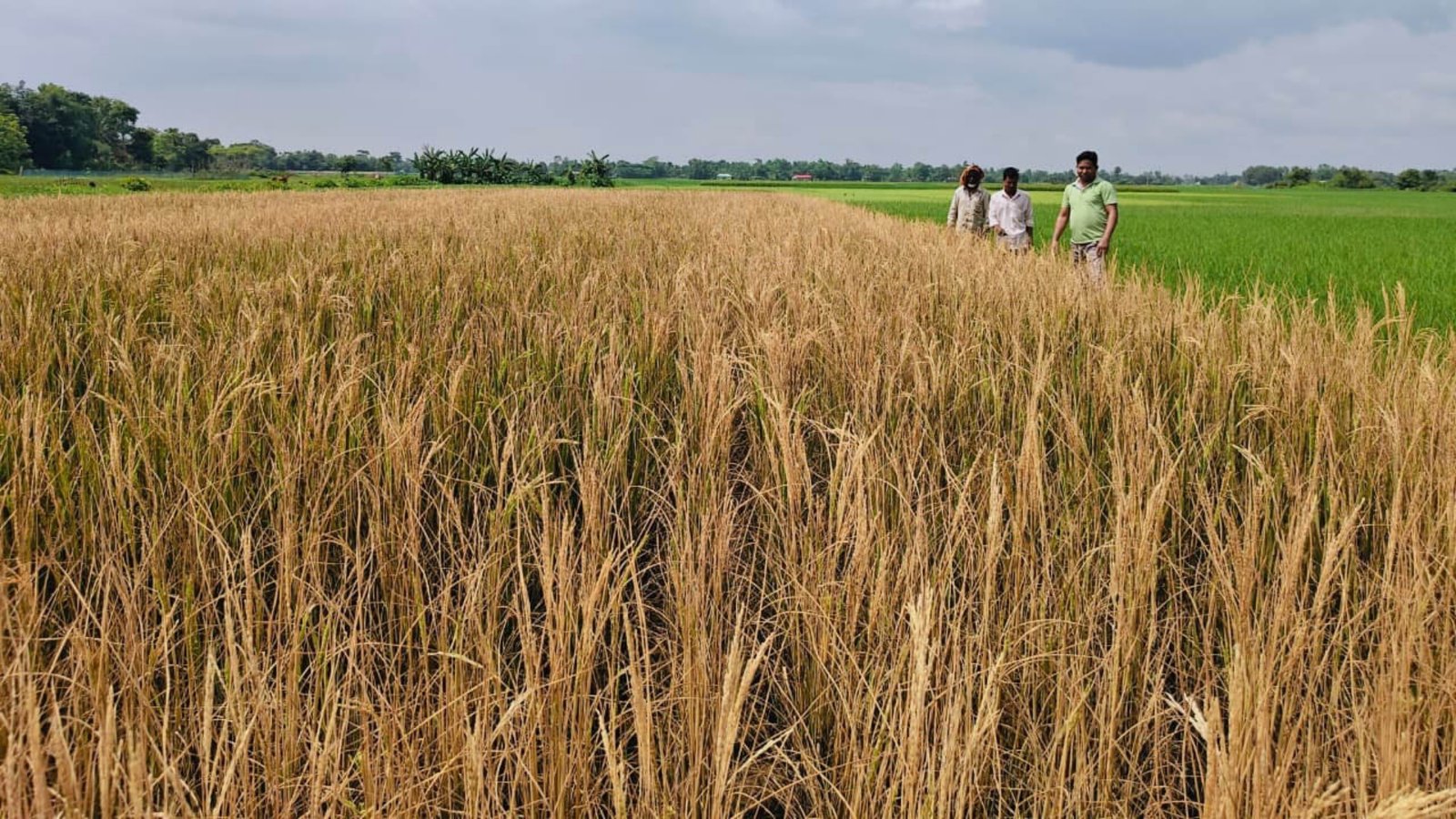 কমলগঞ্জে ধানক্ষেতে বিষ প্রয়োগের অভিযোগ, ৩০ শতক জমির ফসল নষ্ট