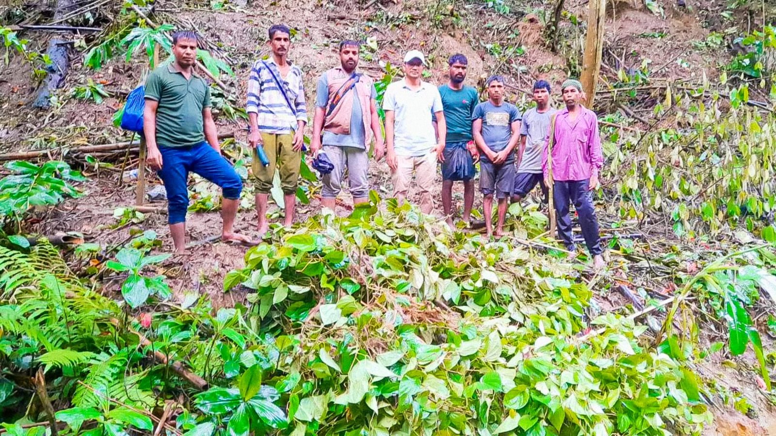 মৌলভীবাজারে সংরক্ষিত বনভূমি দখল করে গড়ে তোলা অবৈধ পান বাগান উচ্ছেদ করেছে বন বিভাগ