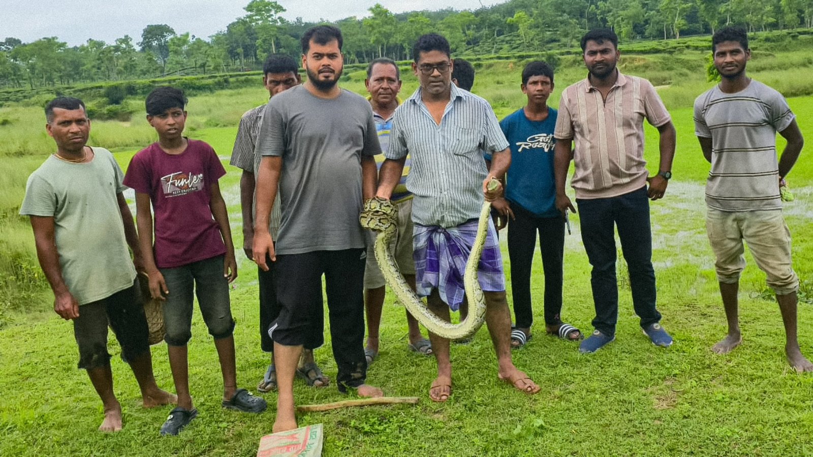 শ্রীমঙ্গলে চা বাগান থেকে অজগর উদ্ধার, বন বিভাগের কাছে হস্তান্তর