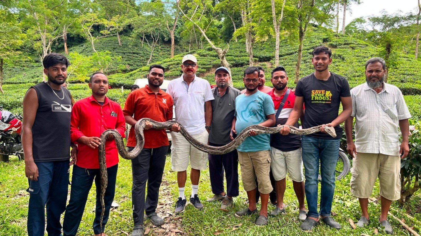 কমলগঞ্জে চা বাগান থেকে ১৭ ফুট লম্বা অজগর উদ্ধার, সুস্থ হলে বনে অবমুক্ত করা হবে