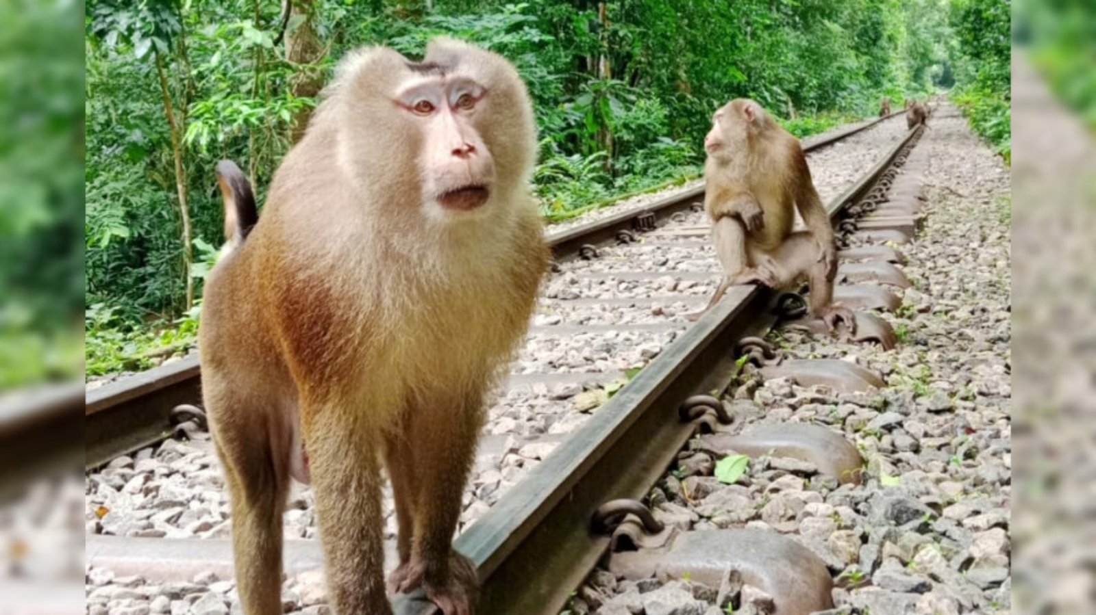 লাউয়াছড়ায় দেখা মিলল বিরল ‘উল্টোলেজি’ বানরের, জীববৈচিত্র্যের সমৃদ্ধির আরেক নিদর্শন