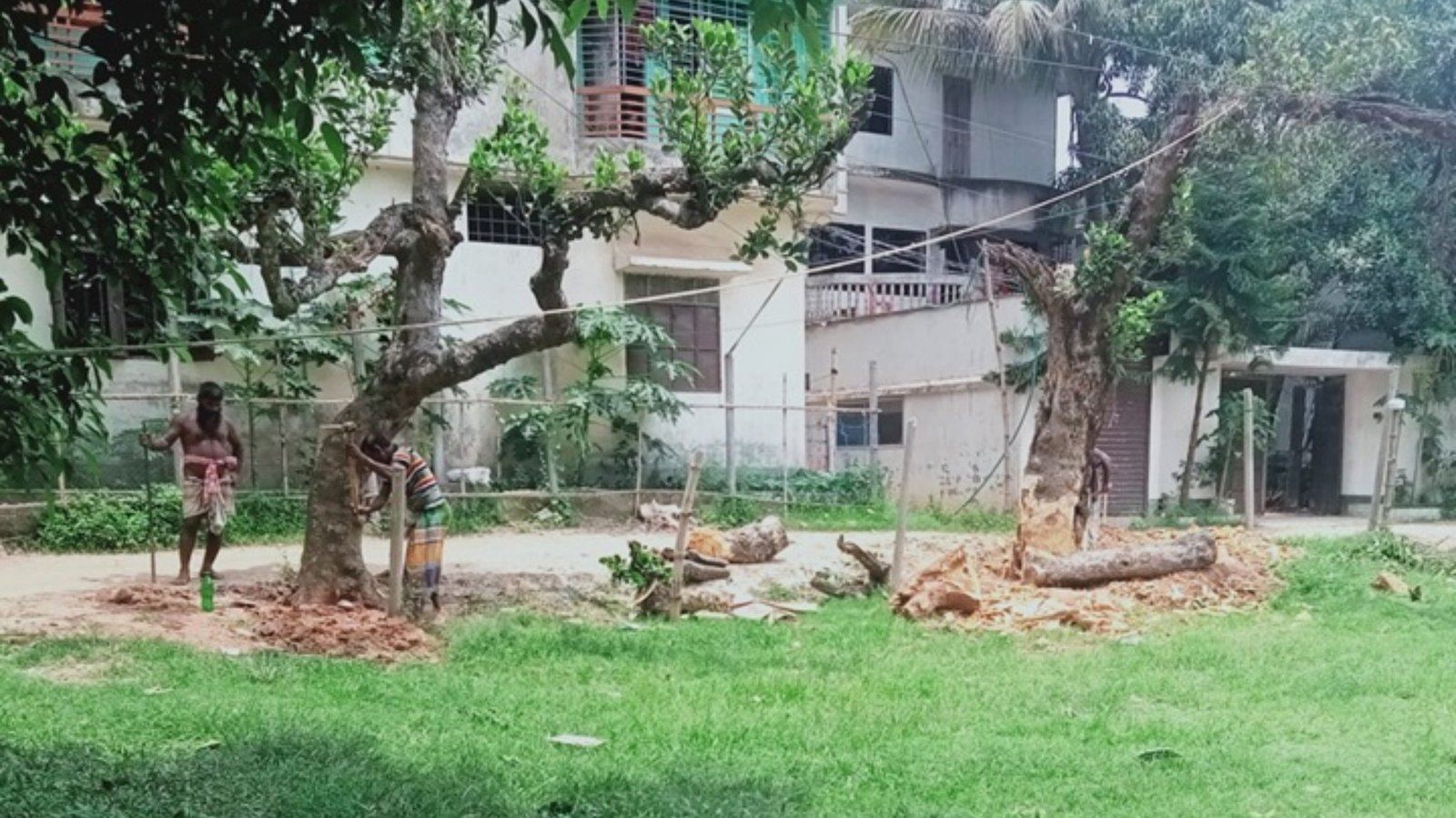 টেন্ডার ছাড়াই দুটি কাঁঠালগাছ কর্তন, সীমানাপ্রাচীর নির্মাণে অনিয়মের অভিযোগ