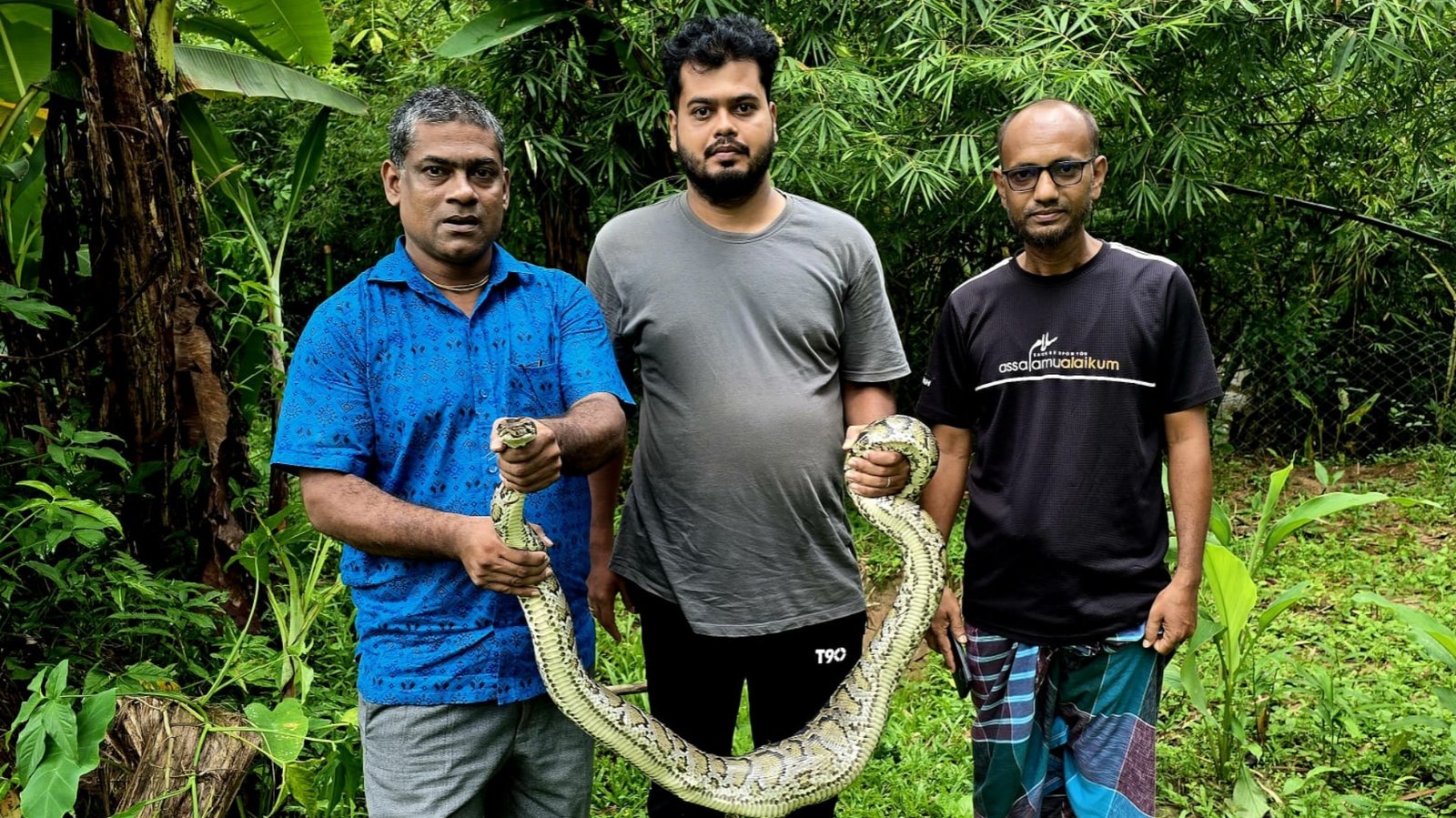 শ্রীমঙ্গলে গোয়ালঘরে ঢুকে অজগরের মুরগি শিকার, পরে উদ্ধার