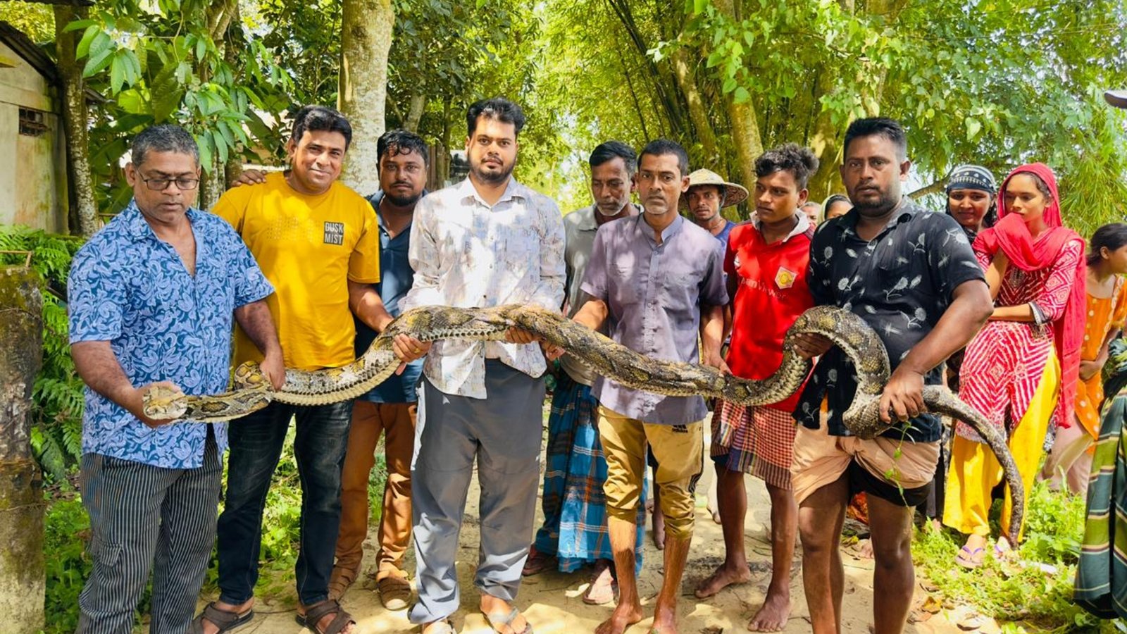 গরুর খামারে বিশাল অজগর, চিৎকারে মিলল বিপদের খবর