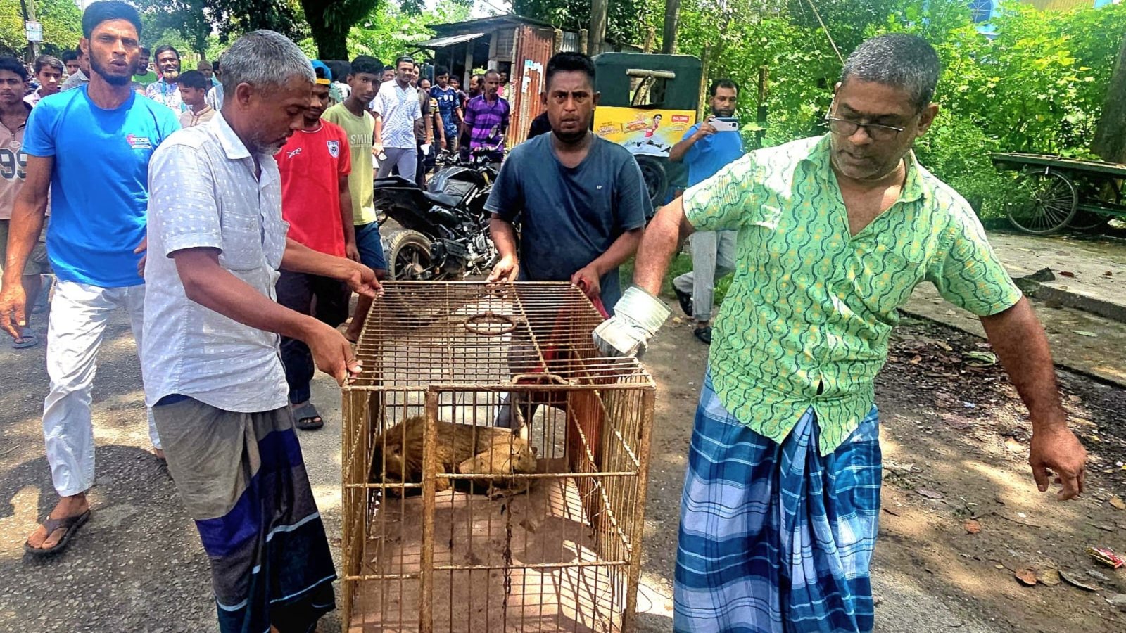 শ্রীমঙ্গলে বিদ্যুৎস্পৃষ্ট উল্টোলেজি বানর, উদ্ধার করে বন বিভাগে হস্তান্তর