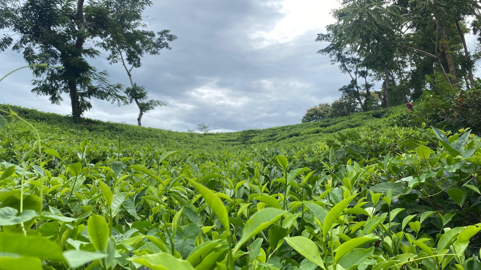 রেকর্ড গড়ল ন্যাশনাল টি কোম্পানি, ১২ চা বাগানের চা বিক্রয়ে নতুন ইতিহাস