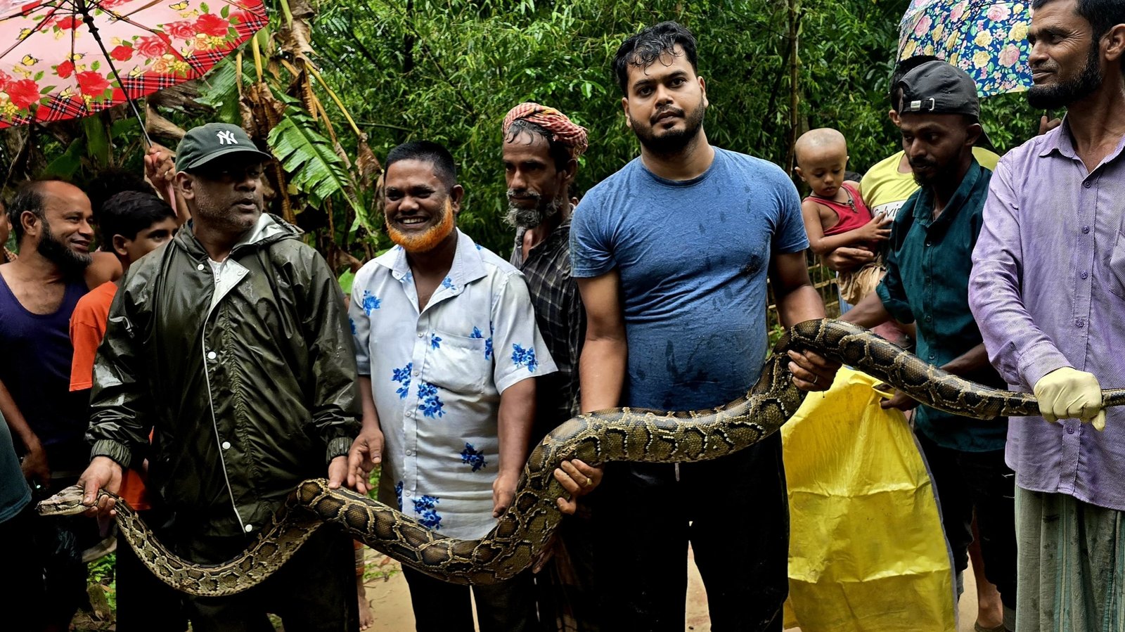 শ্রীমঙ্গলে বাড়ির আঙিনায় ১৪ ফুট লম্বা ২৩ কেজি ওজনের অজগর উদ্ধার