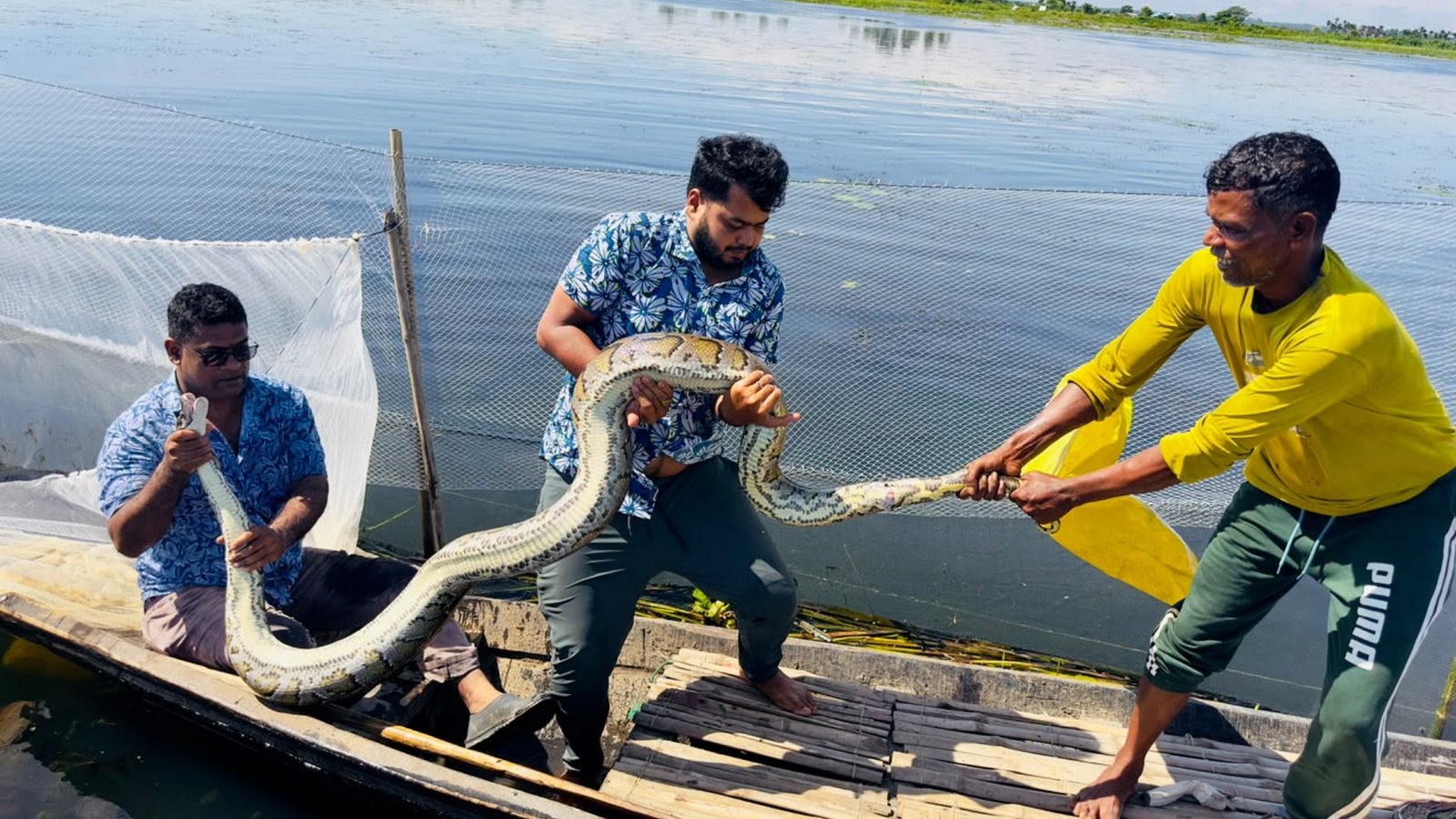 হাইল হাওরে মাছ ধরার জালে ১৬ ফুটের অজগর, দুই ঘণ্টার চেষ্টায় উদ্ধার