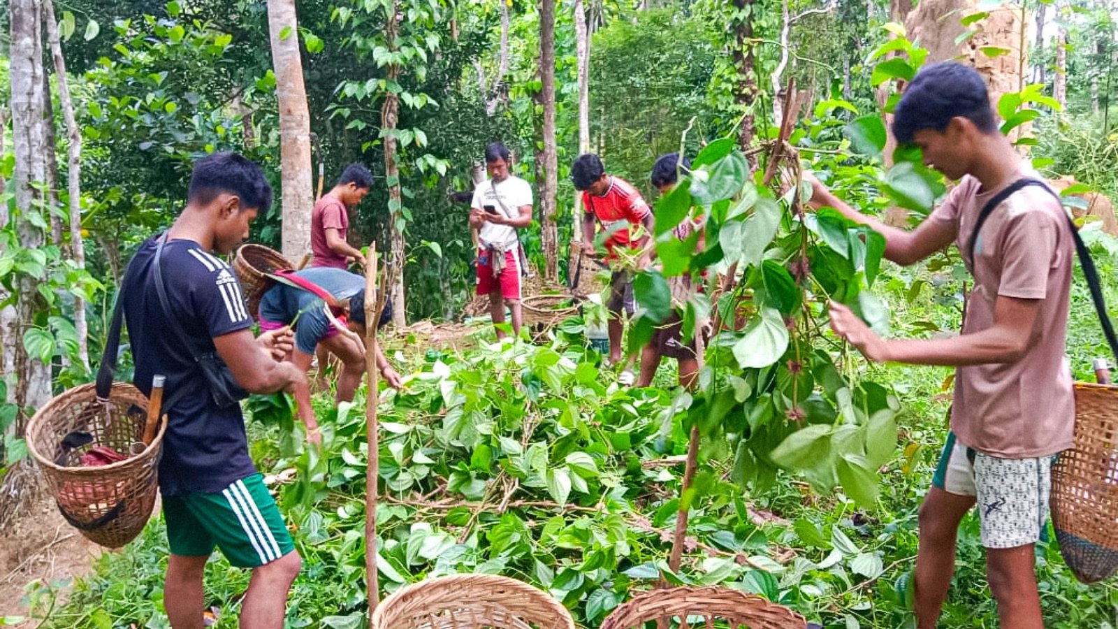 কুলাউড়ায় খাসিয়া পুঞ্জিতে দুর্বৃত্তদের তাণ্ডব, কাটা পড়ল ৮ হাজার পানগাছ