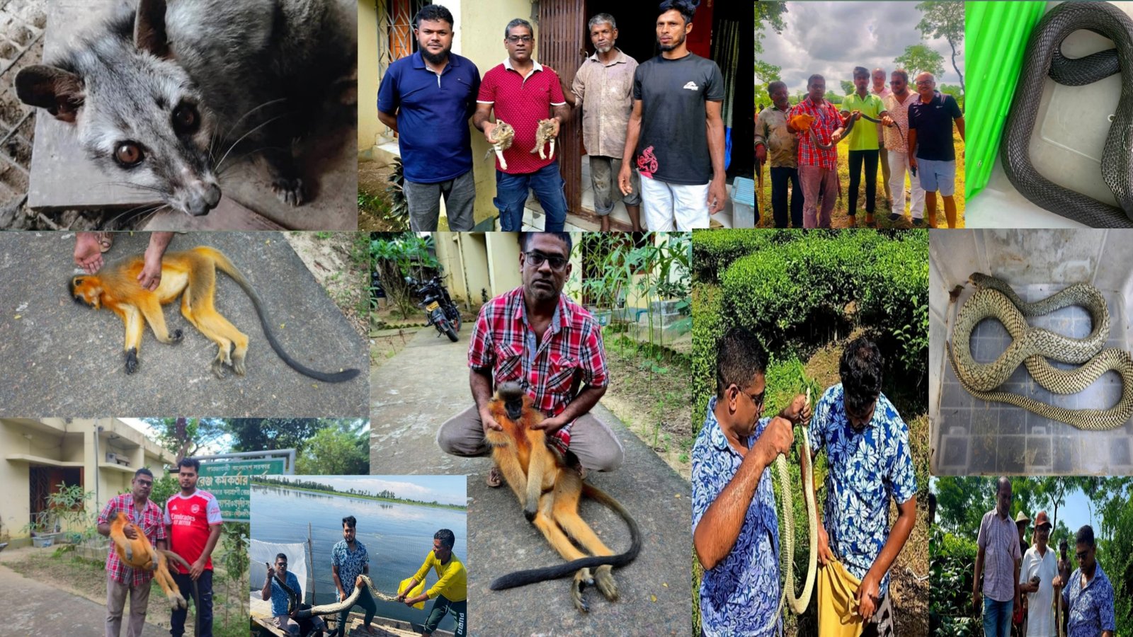 সেপ্টেম্বরে শ্রীমঙ্গলে লোকালয় থেকে ২২ বন্যপ্রাণী উদ্ধার