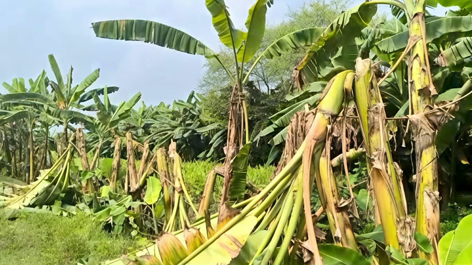 মাগুরায় রাতের আঁধারে হাজার কলাগাছ কেটে সাবাড়